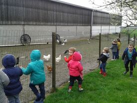 Les poules de la ferme des "Beaux Mecs"